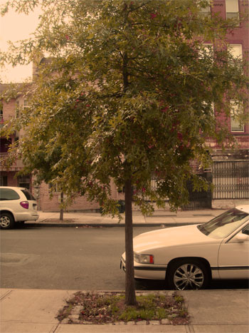 The Tree on Quincy Street